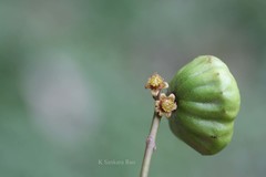 Pleiogynium solandri